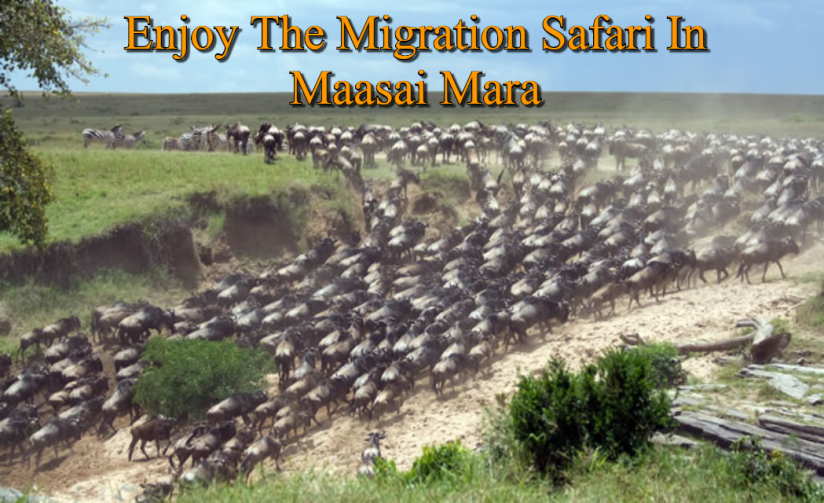Migration Safari In Maasai Mara